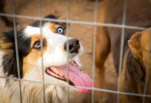 Llega el primer evento de “El sueño de la cucha propia” del 2024